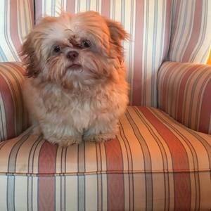 Meet your Posher, Sithar